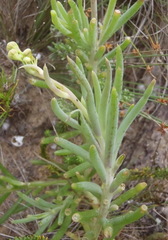 Crassothonna cacalioides