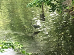 Ardea herodias