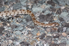 Trimorphodon lyrophanes