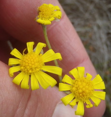 Crassothonna cacalioides