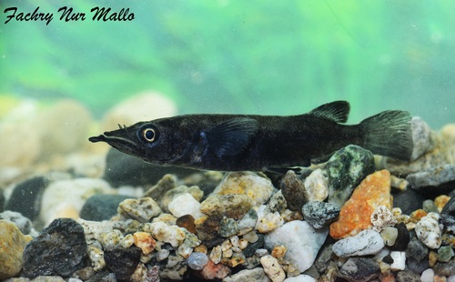 Celebes halfbeak (Nomorhamphus celebensis) — Zenarchopteridae