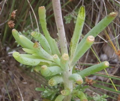 Crassothonna cacalioides
