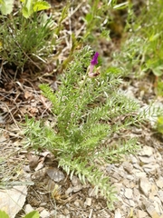 Oxytropis inaria