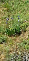 Iris mesopotamica