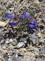 Penstemon pumilus