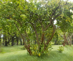 Laburnum anagyroides