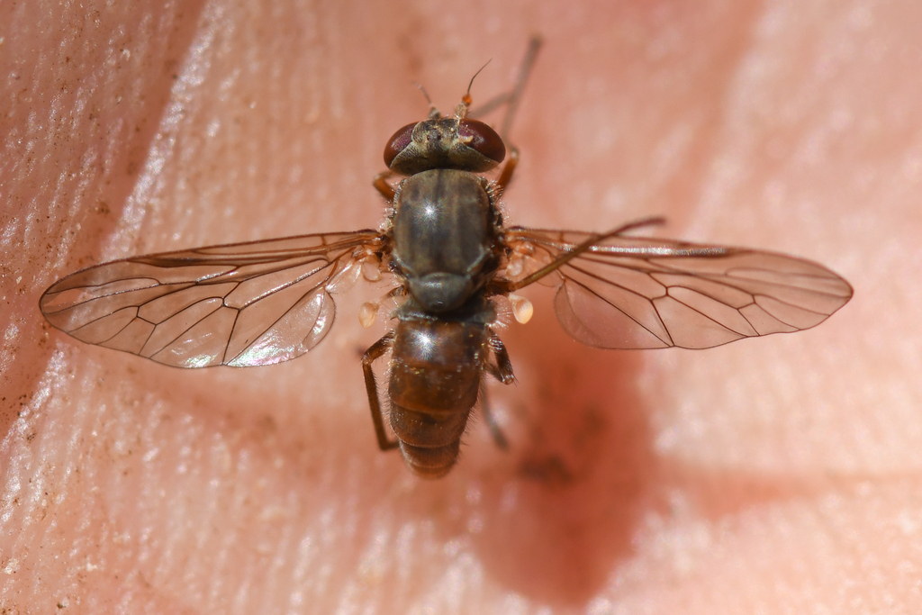 Symphoromyia plagens