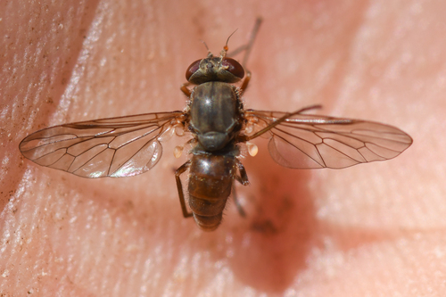 Symphoromyia plagens