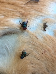 Chrysomya marginalis