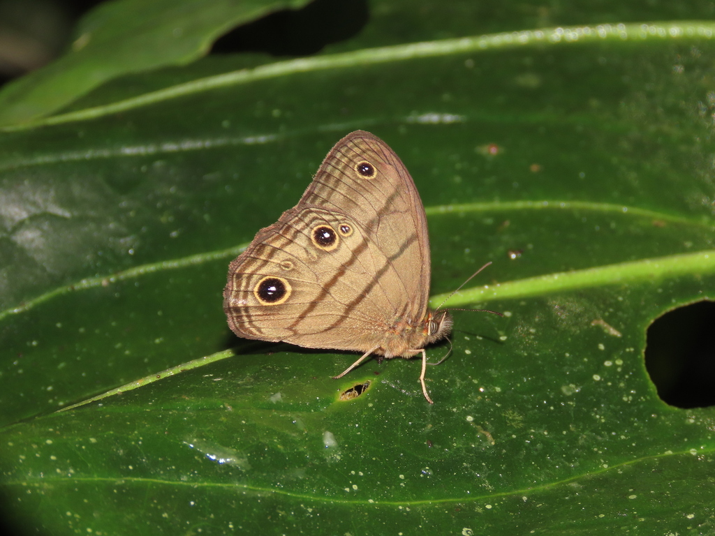 Colombeia