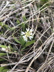 Noccaea fendleri
