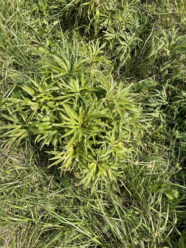 Helleborus multifidus (Helleborus multifidus)