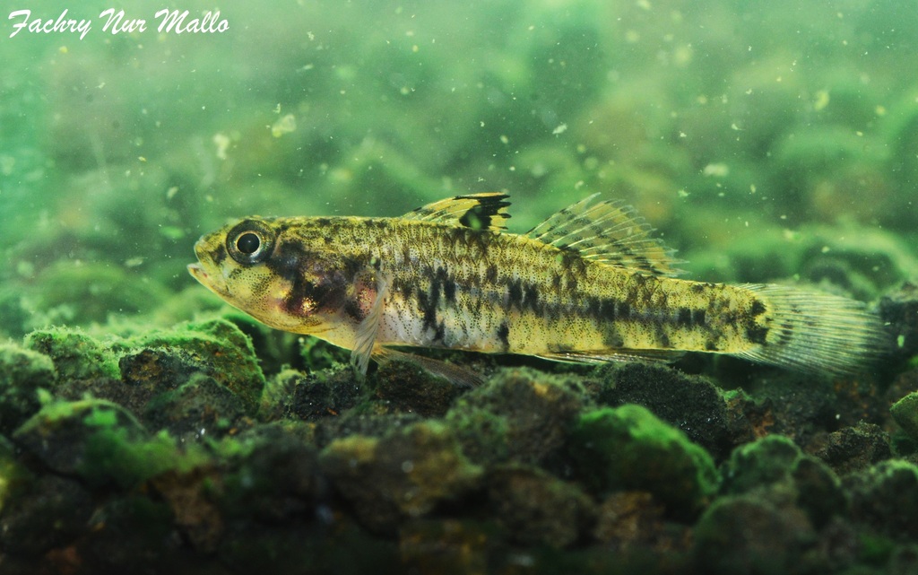 Bigmouth goby (Redigobius bikolanus)