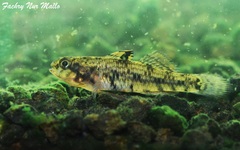 Bigmouth Goby photo 3