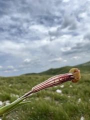 Silene vallesia, photograph author not stated, no rights reserved