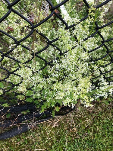 photo of Hedge Bedstraw (Galium mollugo)