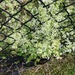 photo of Hedge Bedstraw (Galium mollugo)