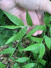 Oplismenus hirtellus setarius