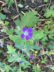 Geranium sylvaticum