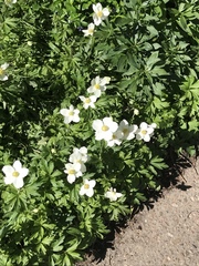 Anemonastrum zephyrum