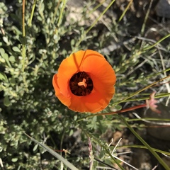 Calochortus kennedyi kennedyi