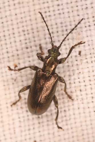 Lustrous reed beetle photo 2