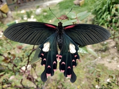 Papilio alcmenor