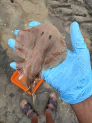 Brown Numbfish photo 5