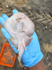 Brown Numbfish photo 2