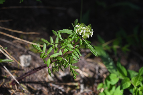 howell's lousewort (Pedicularis howellii)