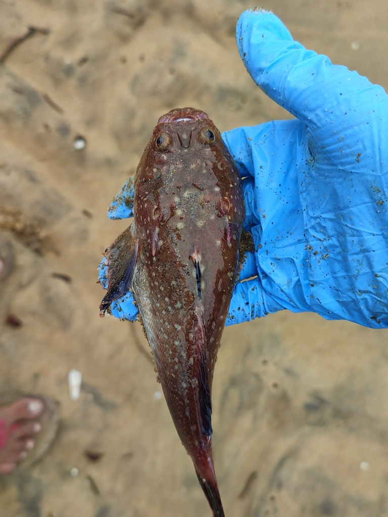 Uranoscopus marmoratus