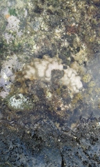 Porites lobata