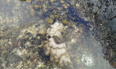 Porites lobata