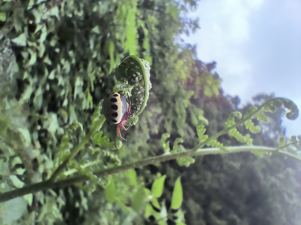 Araniella nigromaculata