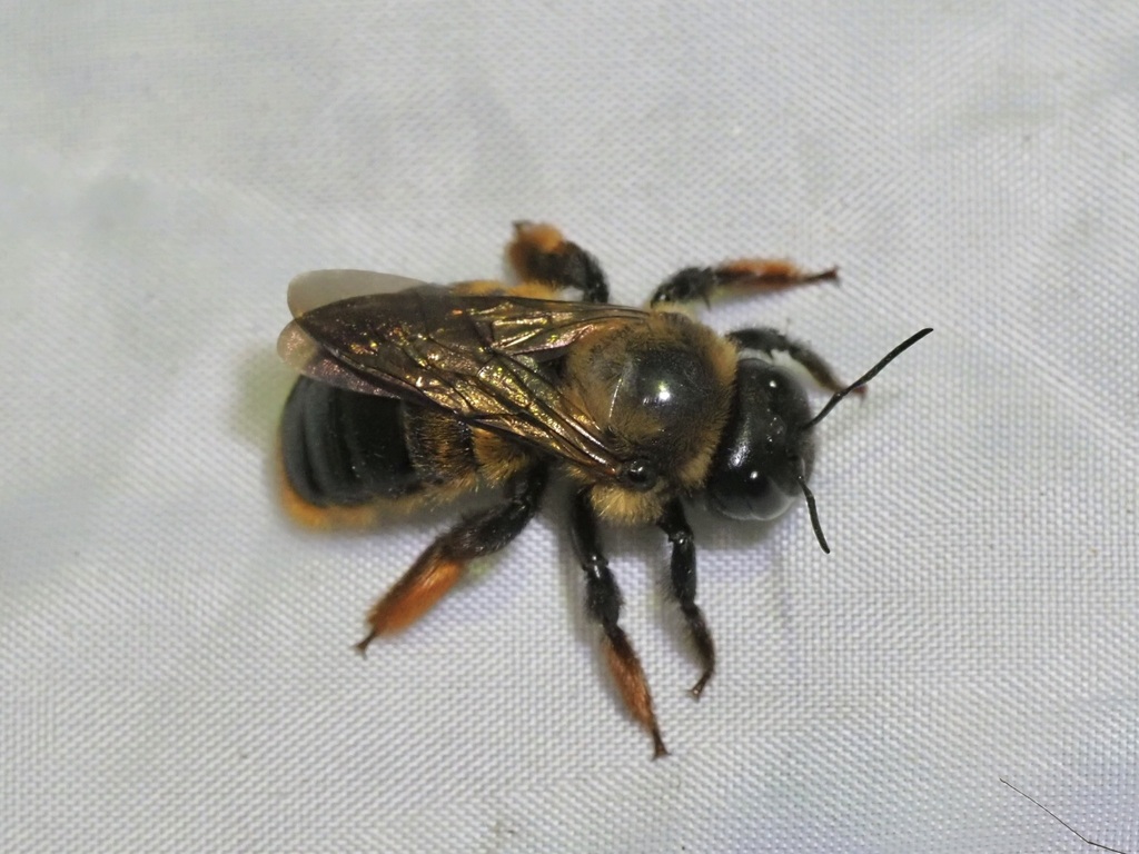 Bomboixylocopa