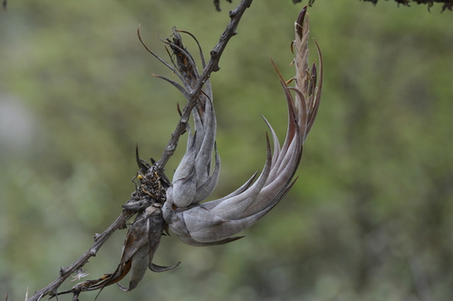 Tillandsia circinnatioides, photograph 2