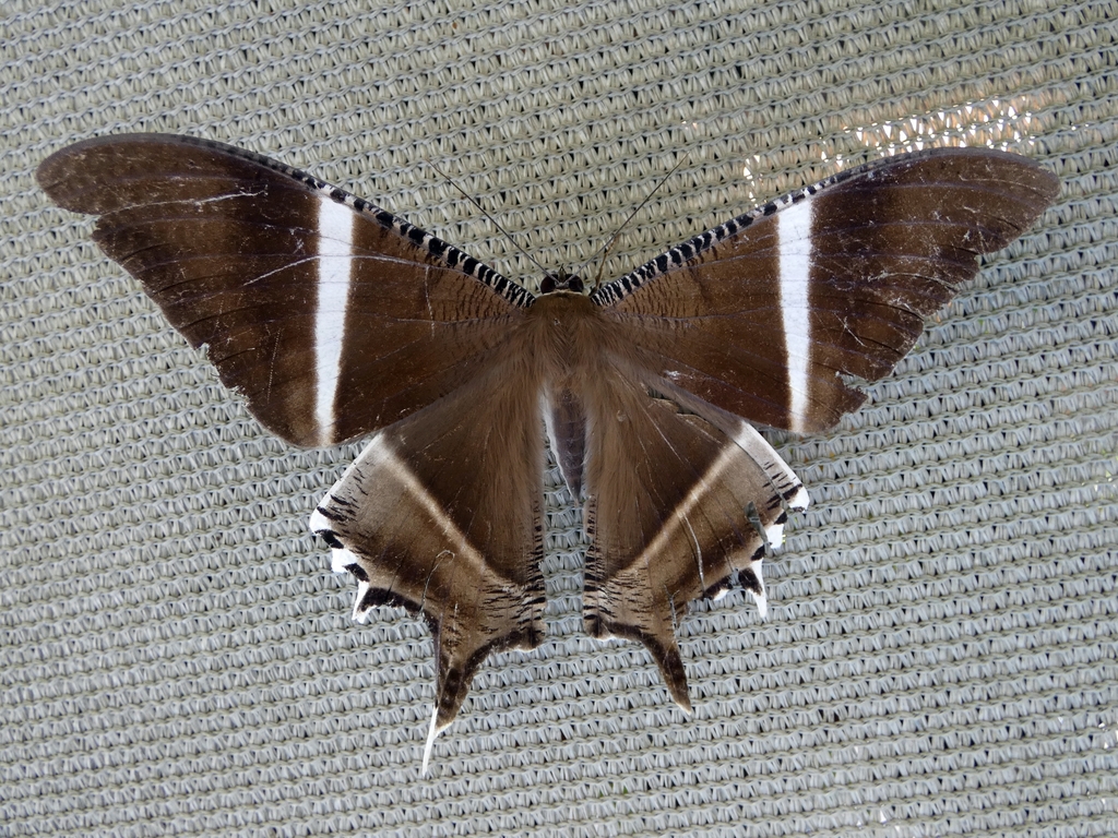 Lyssa macleayi