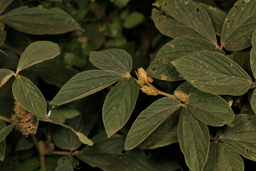 Stainpod (Flemingia grahamiana)