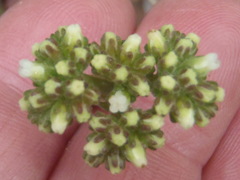 Crassula pubescens