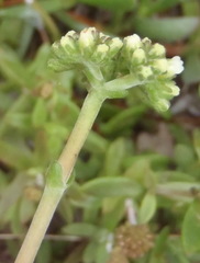 Crassula pubescens