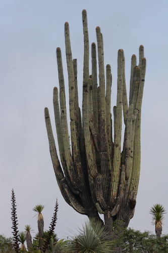 Image of Cephalocereus Fulviceps (Cephalocereus fulviceps) by (c) Rosario, some rights reserved (CC BY)