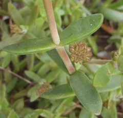 Crassula pubescens