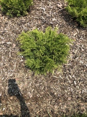 Juniperus × pfitzeriana