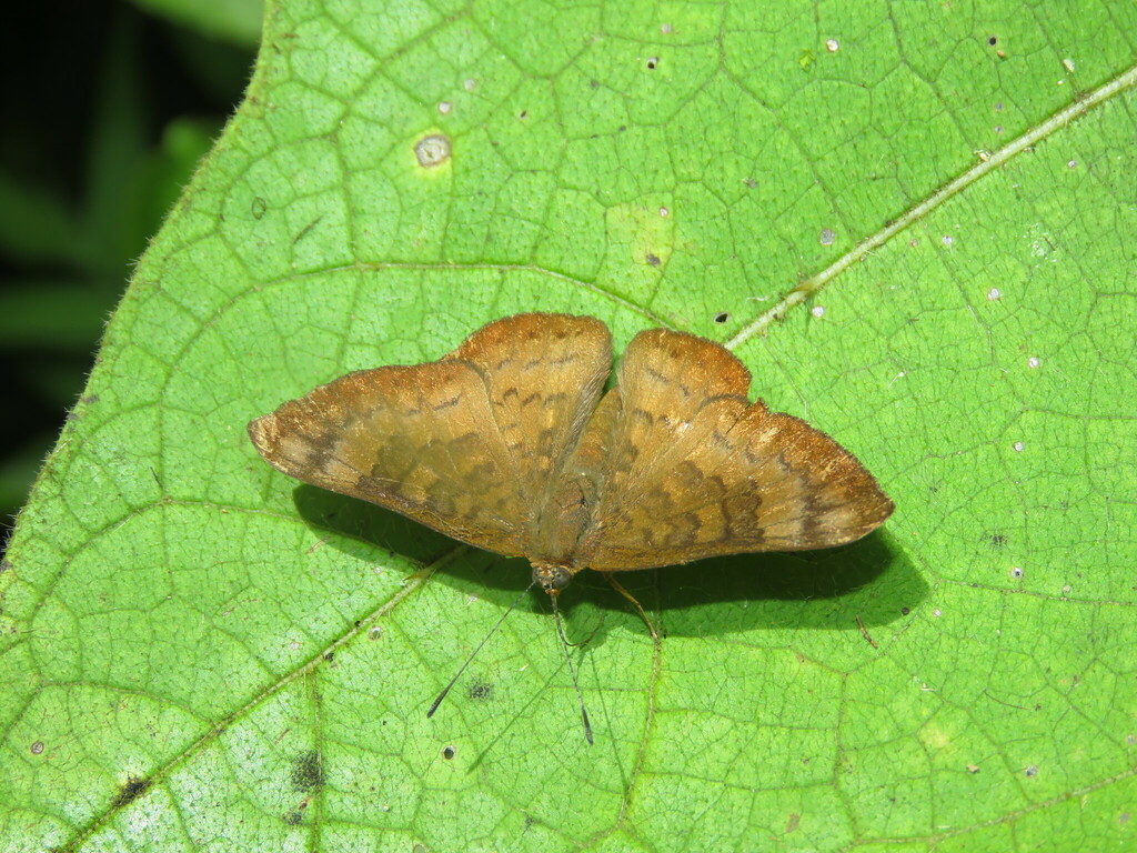 Emesis hypoaithos
