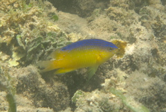 Stegastes leucostictus