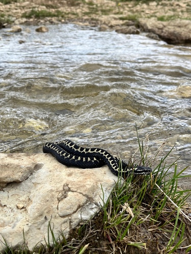 Caucasian Viper