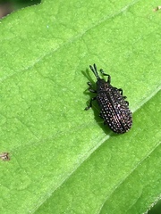 Microrhopala excavata