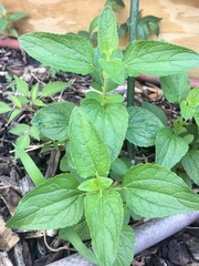 Conoclinium coelestinum