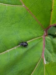 Otiorhynchus gemmatus