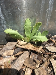 Papaver somniferum